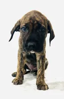 processed/dcc67286-e120-47bb-9162-a67c90af7bae/listing/7b4a2db1-b05f-4480-befa-bee8c0839f17/66e879cc-2300-4c22-bf2b-0de55f124eb6