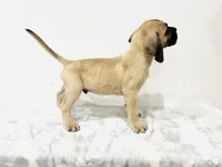 Whitey, a male Perro de Presa Canario for sale in Santa Ana, CA – Photo 3 of 4