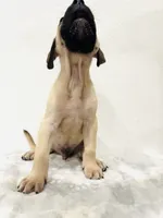 Whitey, a male Perro de Presa Canario for sale in Santa Ana, CA – Photo 4 of 4