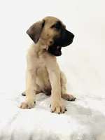 Whitey, a male Perro de Presa Canario for sale in Santa Ana, CA – Photo 2 of 4