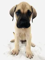 Whitey, a male Perro de Presa Canario for sale in Santa Ana, CA – Photo 1 of 4