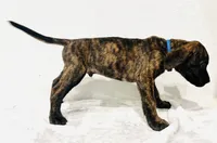 processed/dcc67286-e120-47bb-9162-a67c90af7bae/listing/ea81bcb2-a9c2-4820-bc3e-4f8542d90c8e/537bae64-7891-4a38-9407-1e6d6bb371fa