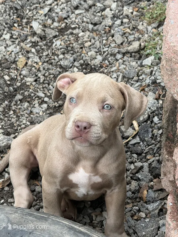 Pluto – American Bully puppy for sale in Woodbine, MD