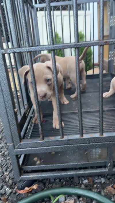 Diesel , a male American Bully for sale in Woodbine, MD – 2 of 2
