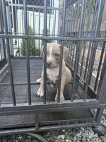 Pluto, a male American Bully for sale in Woodbine, MD – 2 of 3