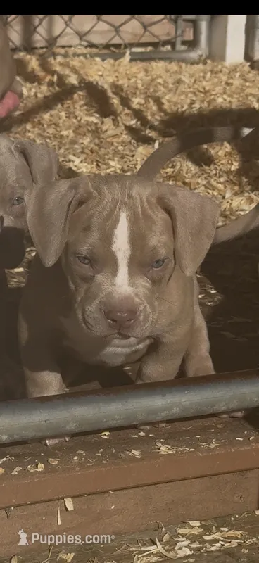 Diesel  – American Bully puppy for sale in Woodbine, MD