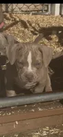 Diesel , a male American Bully for sale in Woodbine, MD – 1 of 2