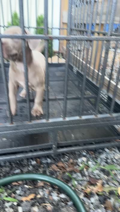 Zara, a female American Bully for sale in Woodbine, MD – 3 of 3