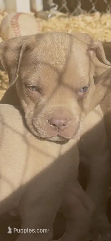 Zara – American Bully puppy for sale in Woodbine, MD