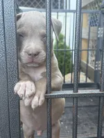 Pluto, a male American Bully for sale in Woodbine, MD – 3 of 3
