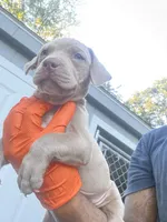 Zara, a female American Bully for sale in Woodbine, MD – 2 of 3