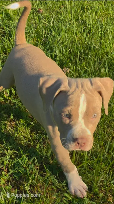 Pluto – American Bully puppy for sale in Woodbine, MD