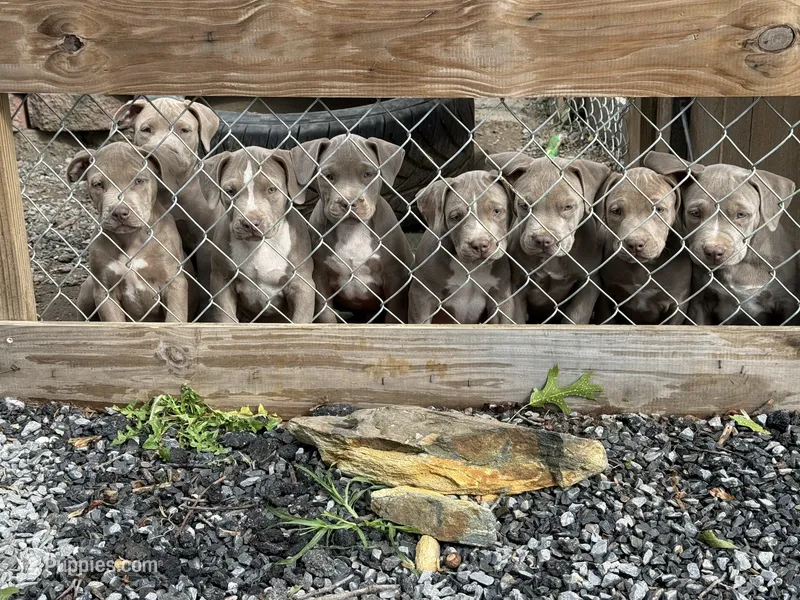 Diesel  – American Bully puppy for sale in Woodbine, MD