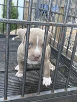 Pluto, a male American Bully for sale in Woodbine, MD – 1 of 3
