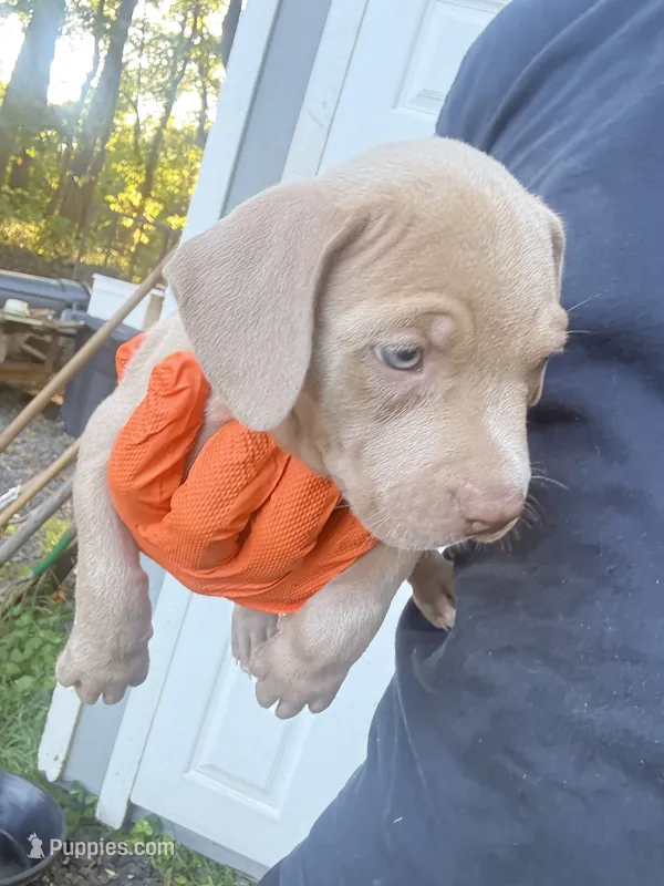 Zara – American Bully puppy for sale in Woodbine, MD