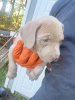 Zara, a female American Bully for sale in Woodbine, MD – 1 of 3