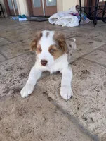 Sully, a male Australian Shepherd for sale in Austin, TX – Photo 2 of 2