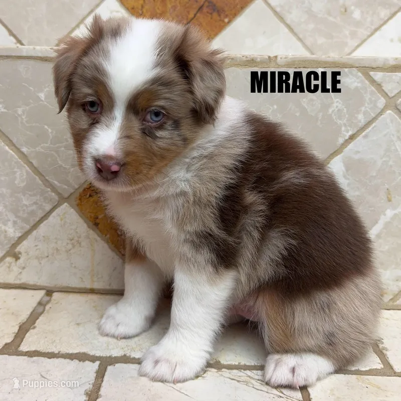 Miracle