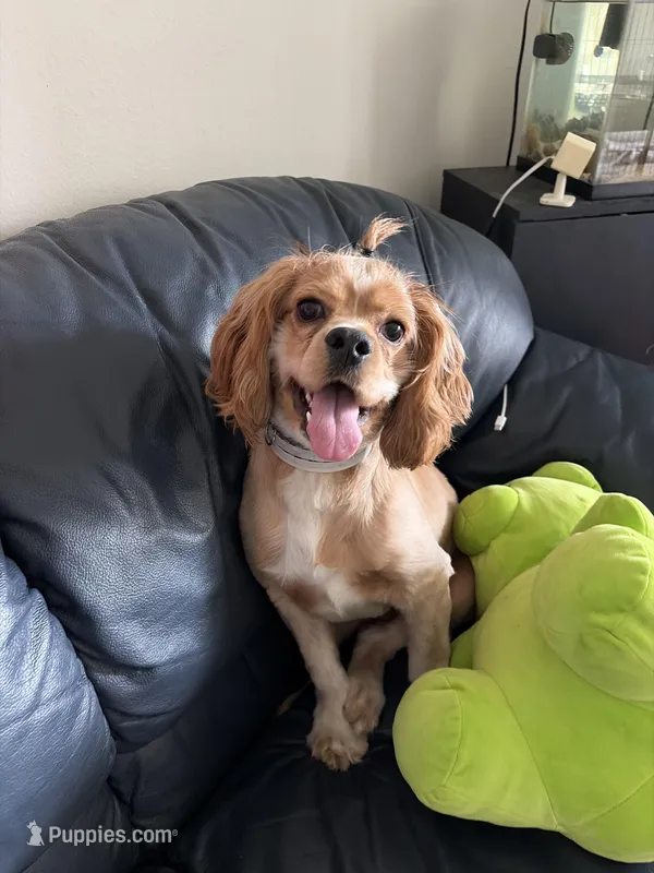 Bean – Cocker Spaniel puppy for sale in Kissimmee, FL