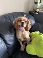 Bean, a male Cocker Spaniel for sale in Kissimmee, FL – Photo 1 of 4