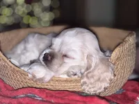 processed/dcd0881d-2d4a-45a3-a59a-2dbe104eab46/facility/cacd55c6-3f73-4cd9-b99b-ccc93884a785