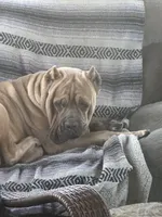 Light pink , a female Cane Corso for sale in Dade City, FL – 7 of 8