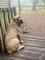Light pink , a female Cane Corso for sale in Dade City, FL – 8 of 8