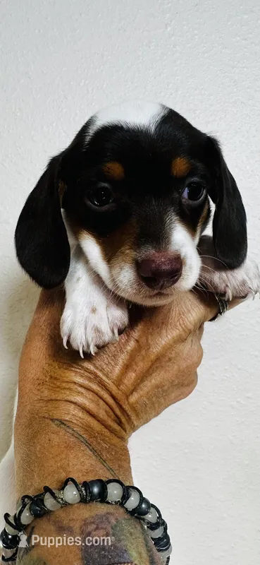 Bandit  – Miniature Dachshund puppy for sale in Dade City, FL