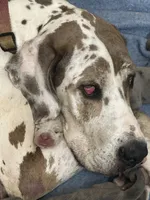 Cowboy, a male Great Dane and Cane Corso for sale in Dade City, FL – Photo 4 of 5