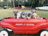 Cowboy, a male Great Dane and Cane Corso for sale in Dade City, FL – Photo 2 of 5