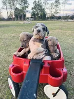 Cowboy, a male Great Dane and Cane Corso for sale in Dade City, FL – Photo 3 of 5