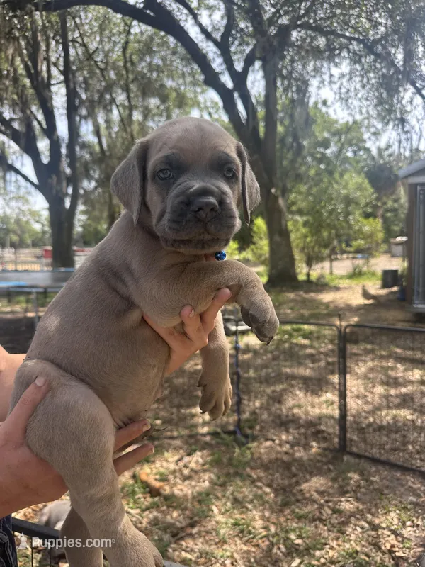 Blue  – Cane Corso puppy for sale in Dade City, FL