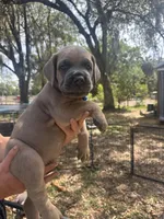 Blue , a male Cane Corso for sale in Dade City, FL – Photo 1 of 8
