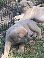 Blue , a male Cane Corso for sale in Dade City, FL – Photo 4 of 8