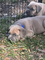 Blue , a male Cane Corso for sale in Dade City, FL – Photo 2 of 8