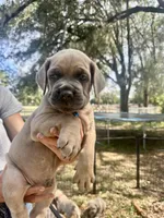 Blue , a male Cane Corso for sale in Dade City, FL – Photo 3 of 8