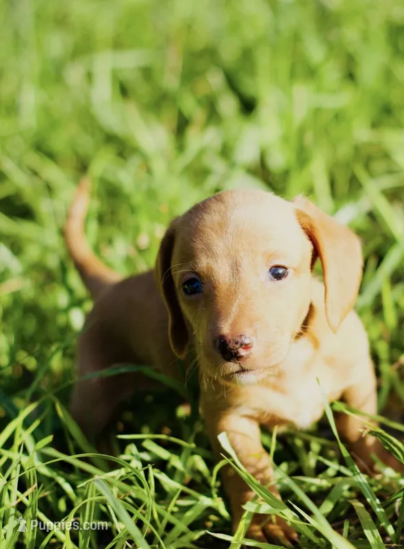 Chuck  – Miniature Dachshund puppy for sale in Dade City, FL