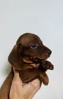 Pistachio , a female Miniature Dachshund for sale in Dade City, FL – 2 of 2