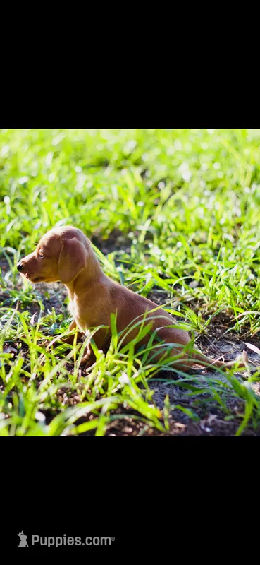 Goldie  – Miniature Dachshund puppy for sale in Dade City, FL