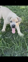 Light pink , a female Cane Corso for sale in Dade City, FL – 3 of 8