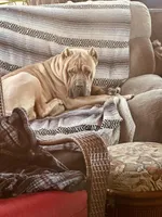 Orange , a female Cane Corso for sale in Dade City, FL – Photo 4 of 6