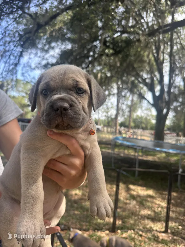 Orange  – Cane Corso puppy for sale in Dade City, FL