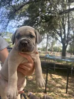 Orange , a female Cane Corso for sale in Dade City, FL – Photo 1 of 6