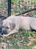Orange , a female Cane Corso for sale in Dade City, FL – Photo 2 of 6