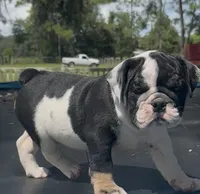 Star, a female English Bulldog for sale in Dade City, FL – 1 of 5