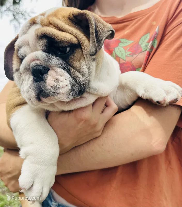 Venus  – English Bulldog puppy for sale in Dade City, FL