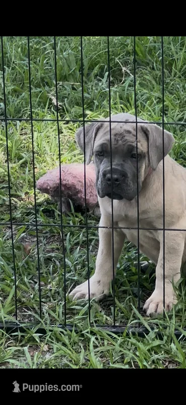 Dark pink  – Cane Corso puppy for sale in Dade City, FL