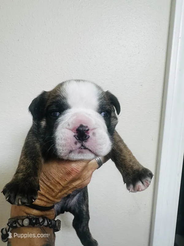 Orion – English Bulldog puppy for sale in Dade City, FL