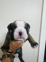 Orion, a male English Bulldog for sale in Dade City, FL – 1 of 3