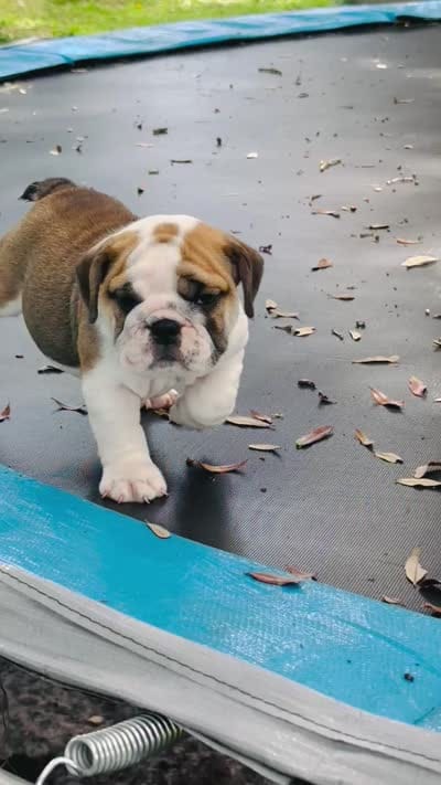 Venus , a female English Bulldog for sale in Dade City, FL – 2 of 2